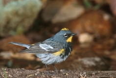 Yellow-rumped Warbler - 4