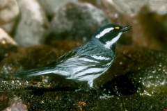 Black-throated Gray Warbler