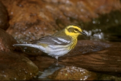 Townsend's Warbler
