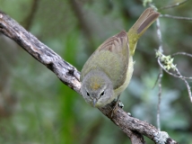 Orange-crowned Warbler