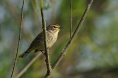 Palm Warbler