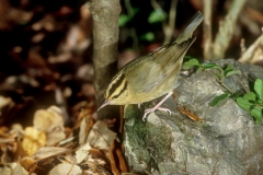 Worm-eating Warbler - 1