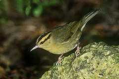 Worm-eating Warbler - 2