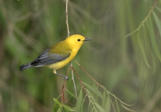 Prothonotary Warbler - 1
