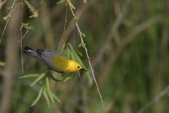 Prothonotary Warlber - 2