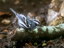 Black-and-white Warbler - 2