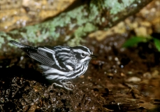 Black-and-white Warbler - 1