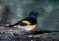 American Redstart