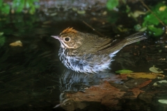 Ovenbird - 1