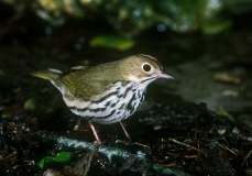 Ovenbird - 2