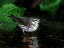 Northern Waterthrush