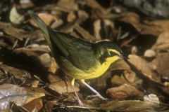 Kentucky Warbler - 3
