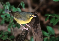 Kentucky Warbler - 1