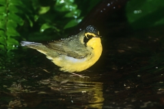 Kentucky Warbler - 4