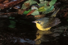 Kentucky Warbler - 2