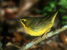 Kentucky Warbler - female
