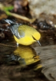 Blue-winged Warbler-2