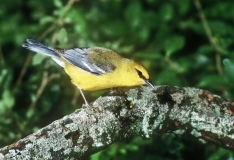 Blue-winged Warbler