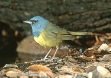 MacGillvary's Warbler