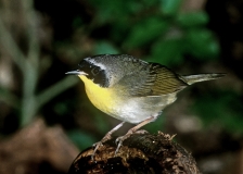 Common Yellowthroat - 1