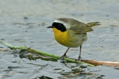 Common Yellowthroat - 2