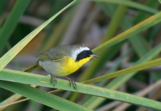 Common Yellowthroat - 3