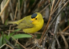 Wilson's Warbler - 2