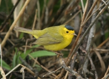 Wilson's Warbler - 1