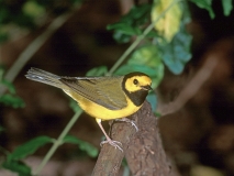Hooded Warbler