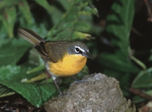 Yellow-breasted Chat