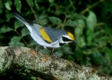 Golden-winged Warbler - 1
