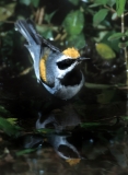 Golden-winged Warbler - 2