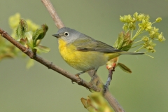 Nashville Warbler - 1