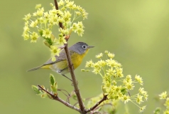 Nashville Warbler - 2