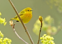 Yellow Warbler - 1