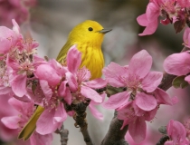 Yellow Warbler - 2