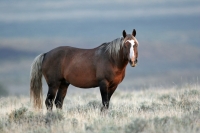 Wild Mustang Stallions - Steens Mountain - 4