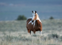 Wild Mustang - Steens Mountain - 5