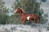 Wild Mustang Stallions - Steens Mountain - 6