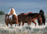 Wild Mustangs - Steens Mountain - 7