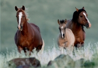 Wild Mustangs - Steens Mountain - 8