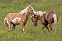 Wild Mustang Stallions - Steens Mountain - 9
