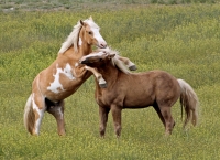 Wild Mustang Stallions - Steens Mountain - 1