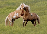 Wild Mustang Stallions - Steens Mountain - 2