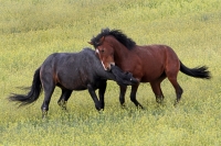 Wild Mustang Stallions - Steens Mountain - 3