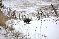 Golden Eagle on roadside kill (1) - Photo: KSS