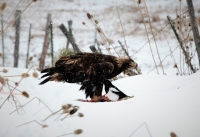 Golden Eagle & Blackbilled Magpie (2) - Photo: KSS