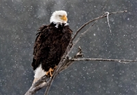 Bald Eagle in snow squall (close up) - Photo: KSS