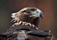 Golden Eagle portrait - Photo: KSS