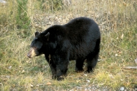 Black Bear